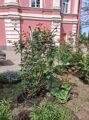 Усиленная опора для больших плетистых роз ( диаметр 75 см)